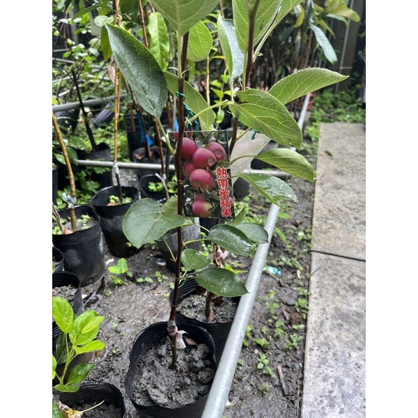 熱帶蜜蘋果苗高約90cm