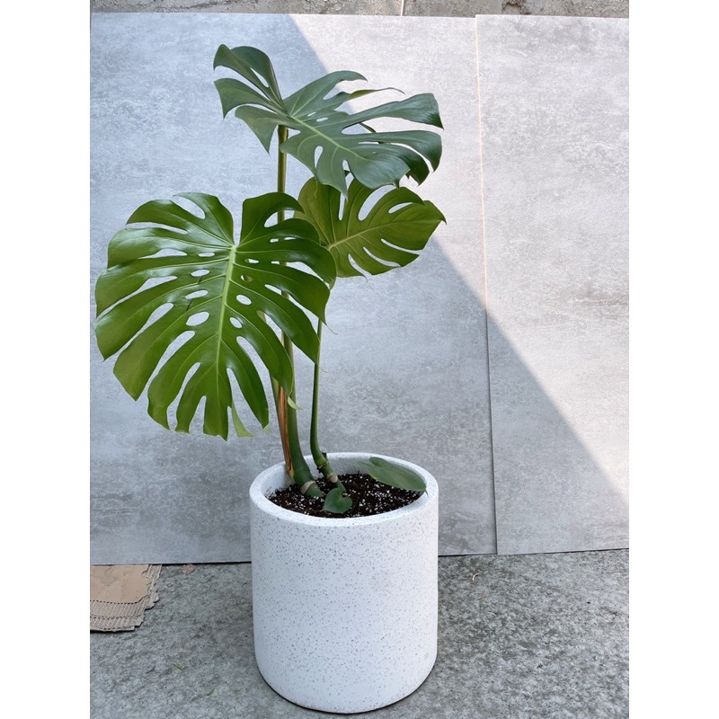 龜背芋 電信蘭 室內植物 觀葉植物 開幕送禮 蝦皮購物