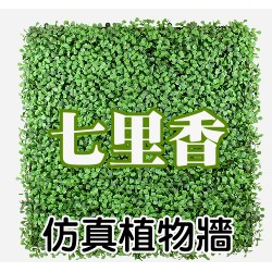 【現貨】【全館590免運】七里香仿真植物牆(50cmx50cm)  #綠化牆#植物牆