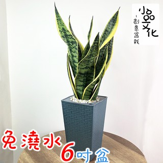 【小品文化】長葉金邊虎尾蘭【現貨】6吋磚紋免澆水盆栽 觀葉植物 室內植物 空氣淨化 創意花盆 開店送禮 居家辦公盆花