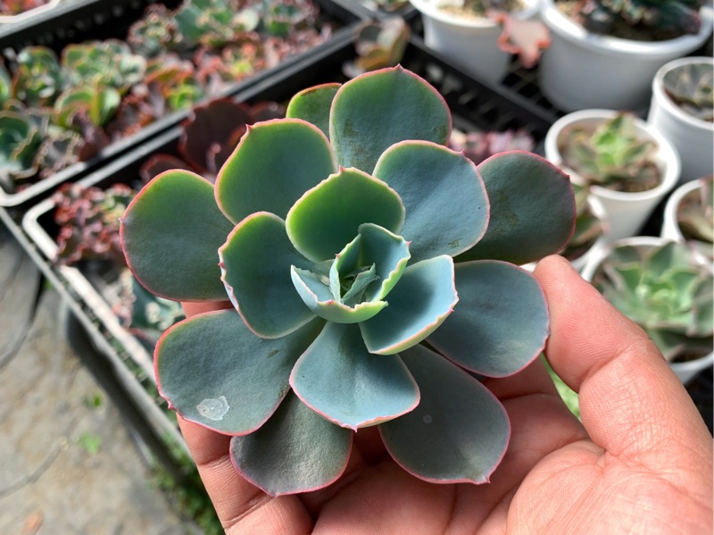 Sandra Garden 撒哈拉 捲肉多肉植物盆栽造景美化環境辦公室療癒 蝦皮購物