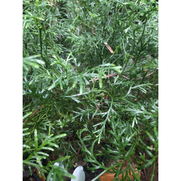 肖楠苗高約70-110公分種在移植袋超取最多8棵可合併黑貓宅配25棵