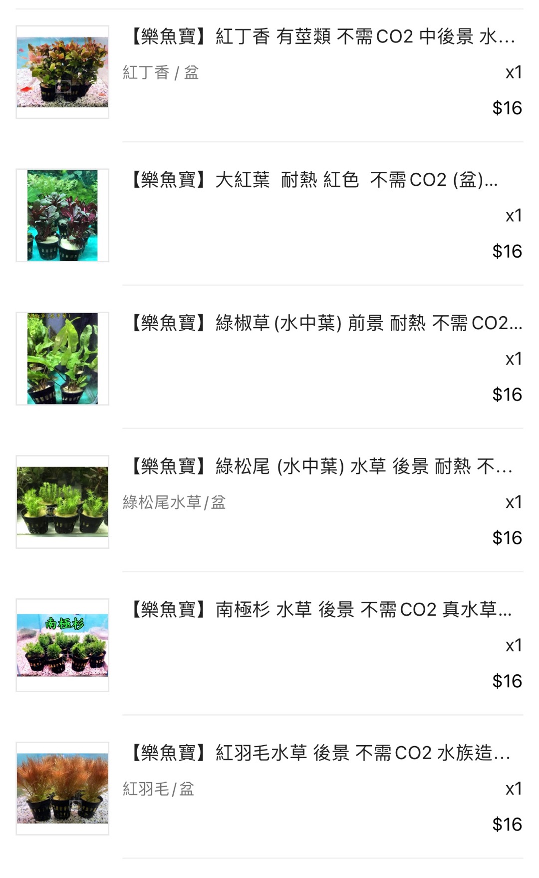 樂魚寶 綠椒草 水中葉 前景耐熱不需co2 盆 蝦皮購物