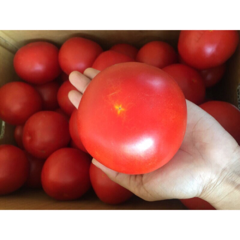 🍅牛番茄🍅一大箱15斤只要300～KiKi媽啾團購