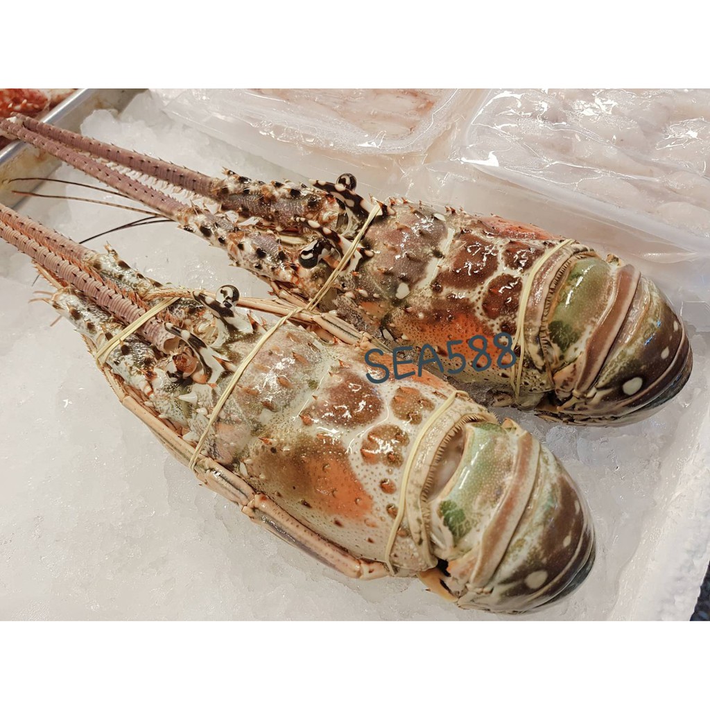 Sea5 生凍大龍蝦野生伊勢海老 蝦皮購物