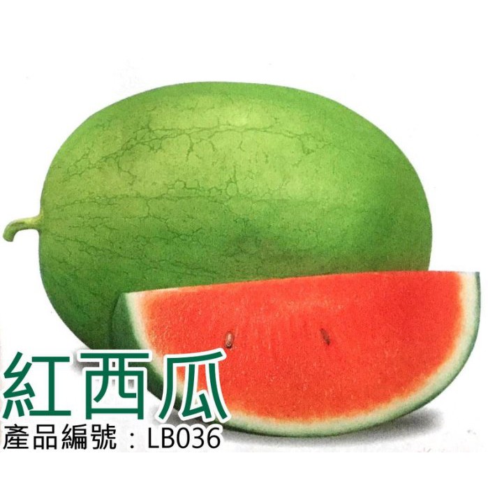 【醬米資材899免運】DIY種子栽種 成就滿滿~紅西瓜