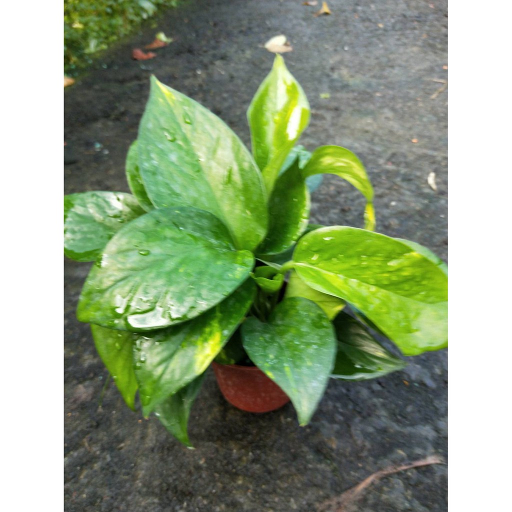 花精靈植物的家 觀賞 水生 藤蔓 多年草本 黃金葛 綠蘿 3吋 高5 10公分 淨化室內植物前十強 蝦皮購物