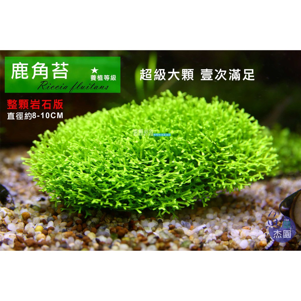 魚草杰園 鹿角苔 超會冒泡 前景草 水草 泡泡龍 苔石 蝦皮購物