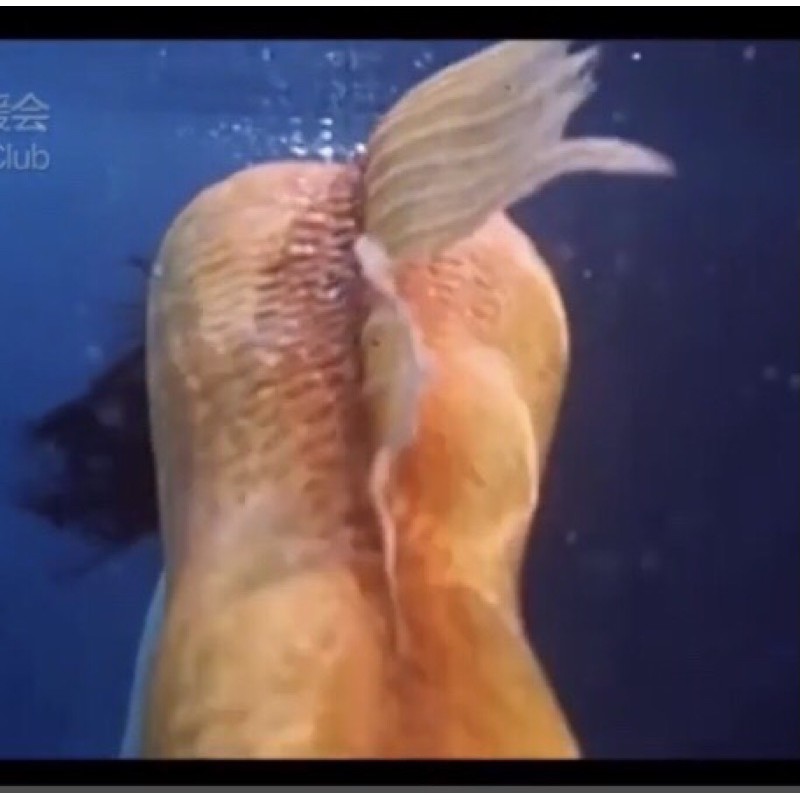 橘黃色經典人魚傳說自潛魚尾巴鍾麗緹不含蛙鞋美人魚 蝦皮購物
