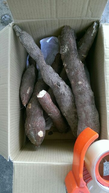 黃金樹薯Singkong/cassava/木薯(未剝皮) /金鳳薯15（cin）斤=9kg/$900元/一次一單
