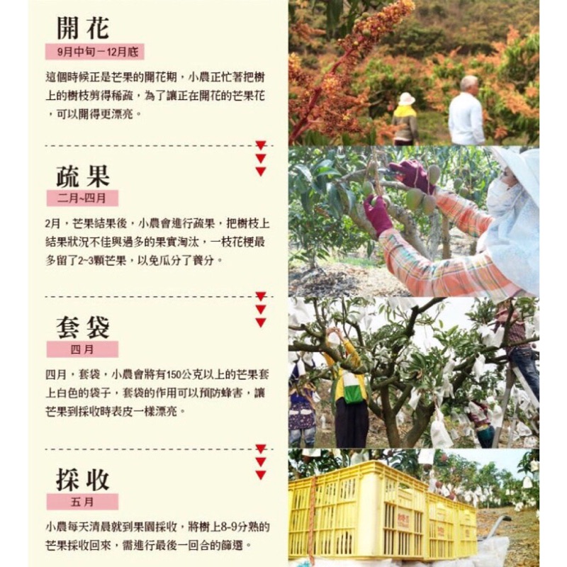屏東枋山直送愛文芒果