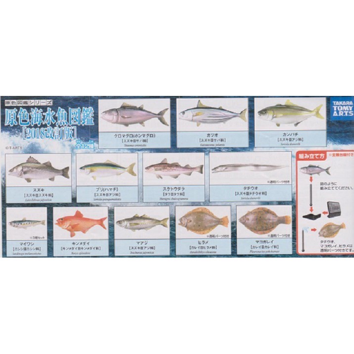 【日玩獵人】T-ARST (轉蛋)原色海水魚圖鑑2018改訂版 全12種 整套販售