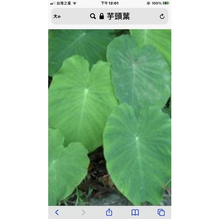 鮮採芋頭葉，每片至少20公分長，15公分寬