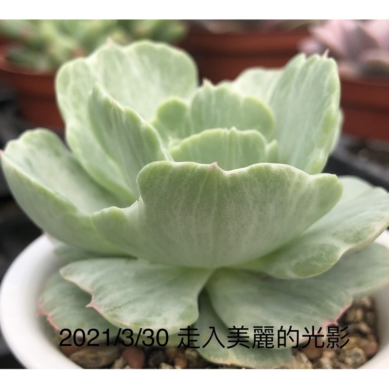 桃之嬌石化 多肉植物 走入美麗的光影 蝦皮購物