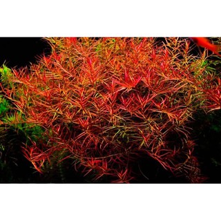紅色水草 優惠推薦 21年6月 蝦皮購物台灣
