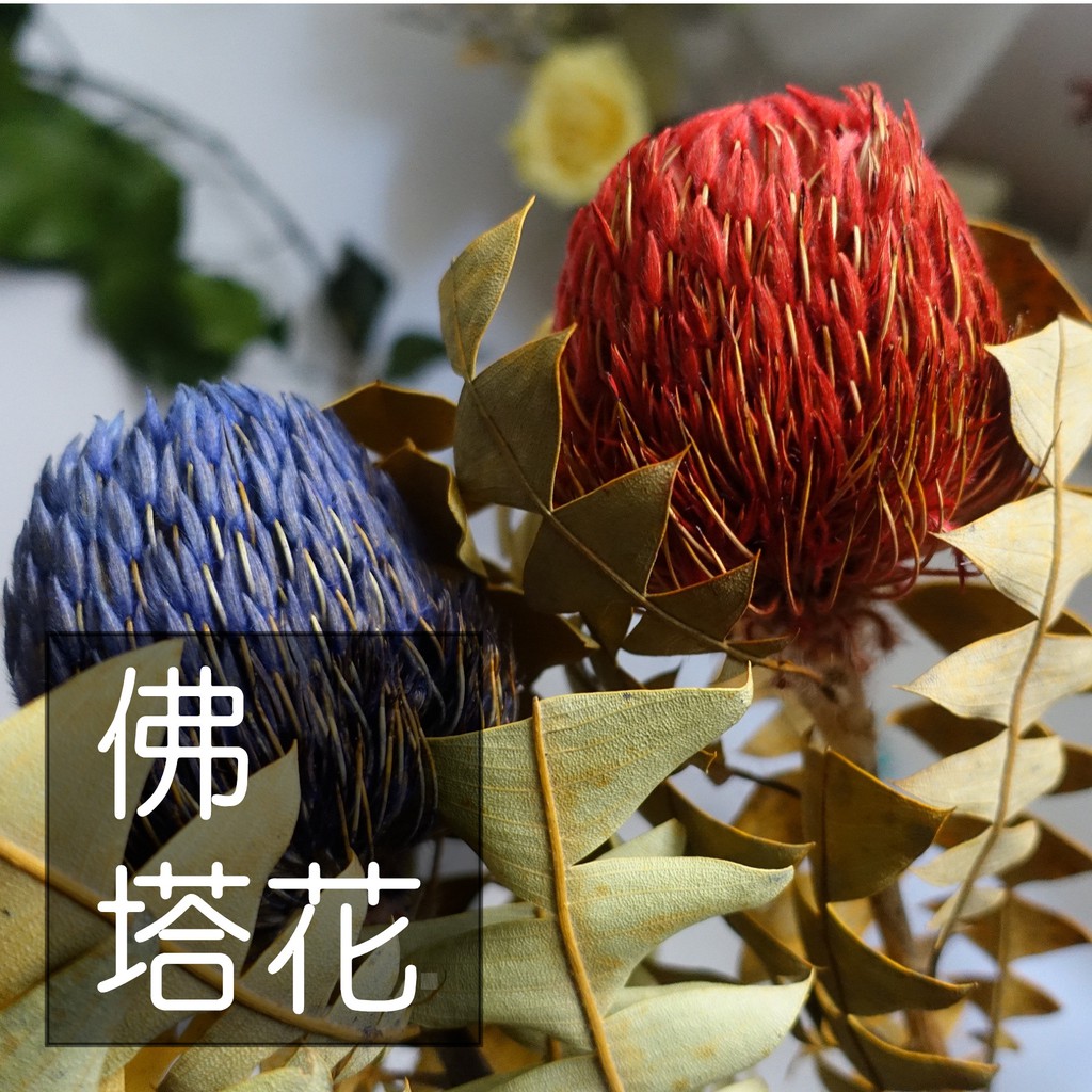 My Wonderful 巨大鎮店之花 佛塔花 山茂堅 店花插盆 開幕誌慶店花 蝦皮購物