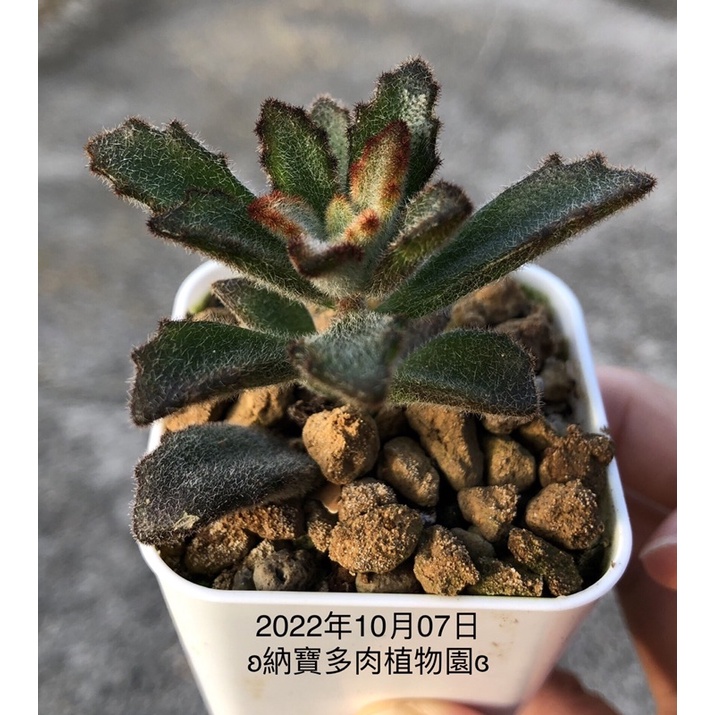 ʚ納寶多肉植物園ɞ  肉桂兔 2吋盆