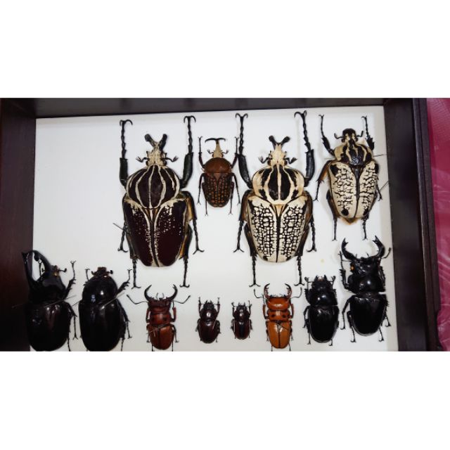 兜蟲標本在拍賣的價格推薦 21年12月 比價比個夠biggo