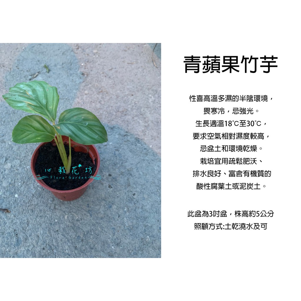 心栽花坊-青蘋果竹芋/3吋/賣完等明年/綠化植物/室內植物/觀葉植物/售價180特價150