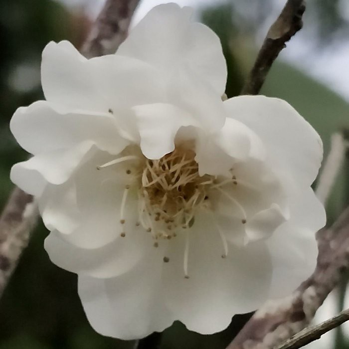 元茂園藝龍潭聖亭路園區 觀賞用重瓣梅花-香水國梅 生長良好實品拍攝 樹齡：10年
