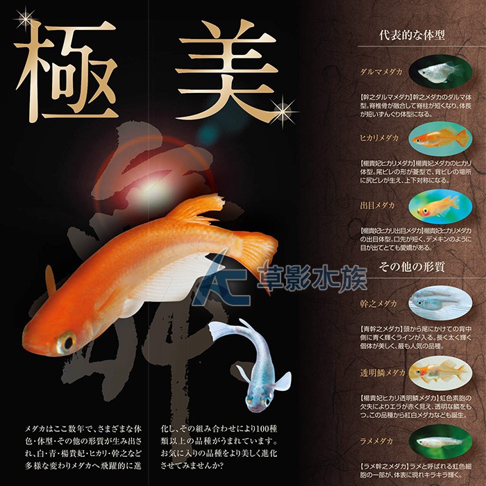 Ac草影 Hikari 高夠力青鱂魚之舞成魚飼料 100g 一包 蝦皮購物