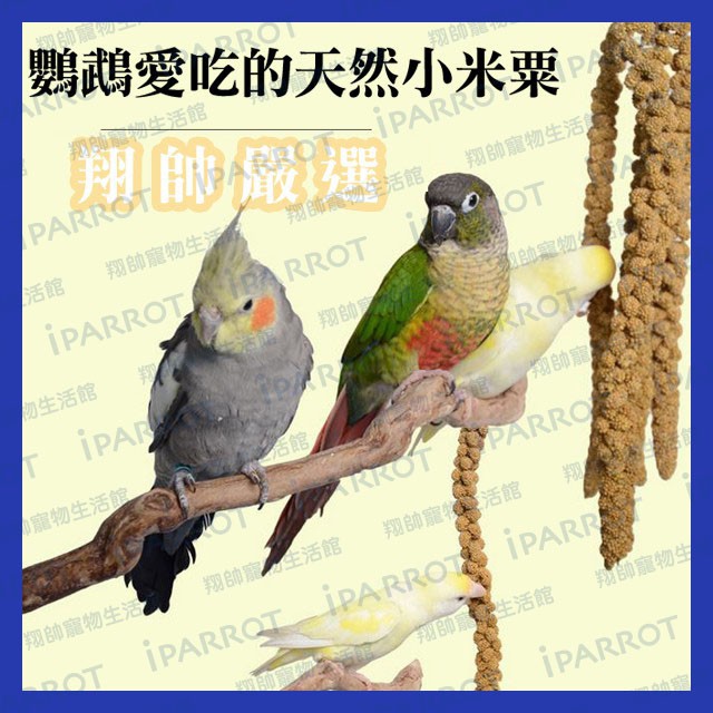 實體門市｜小米穗｜紅米穗｜鳥零食｜天然小米穗｜紅小米穗｜栗米穗｜鳥寶最愛｜鸚鵡零嘴｜好吃好玩｜翔帥寵物生活館｜AAA