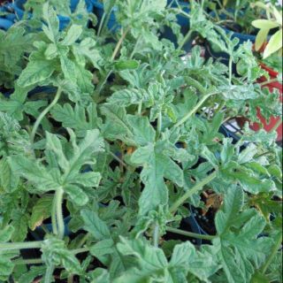 茂豐~盆栽 檸檬玫瑰天竺葵 Lemon-Rose Geranium 三吋$50 五吋$130