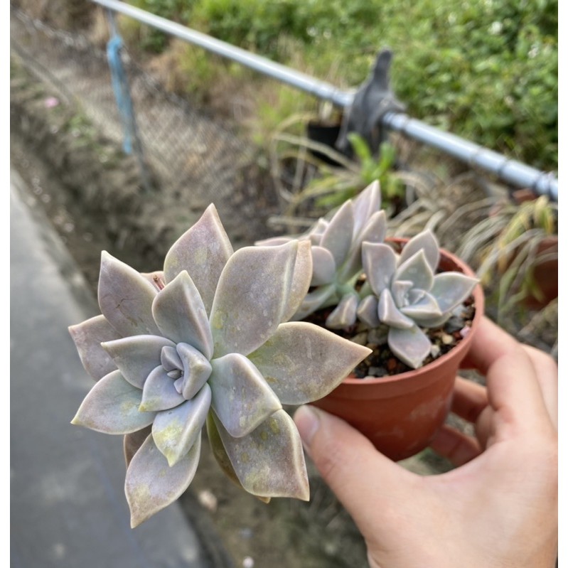 紅瓦仙肉屋朧月老欉 多肉植物 石蓮花 可食用 一物一拍編號 146 蝦皮購物