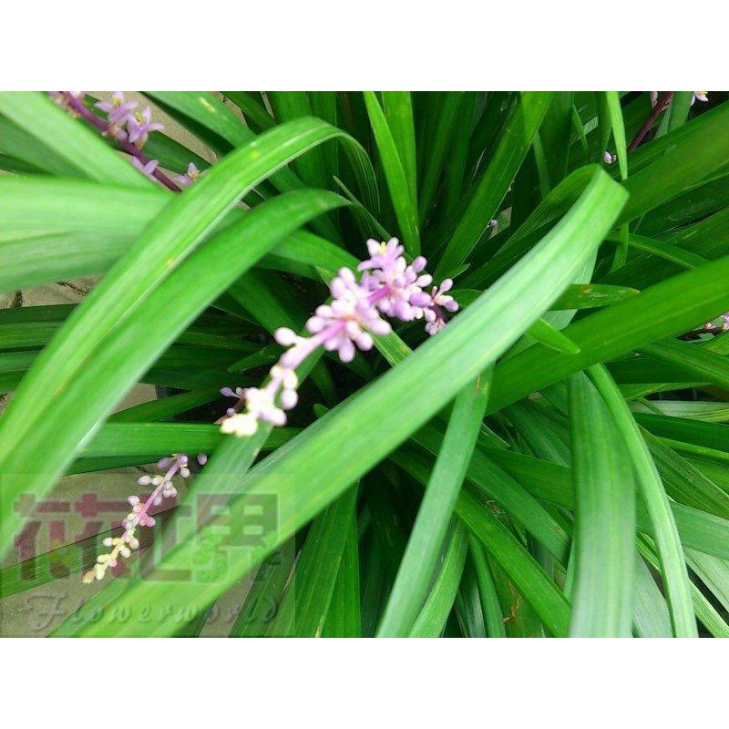 麥門冬植物的價格推薦 21年11月 比價比個夠biggo