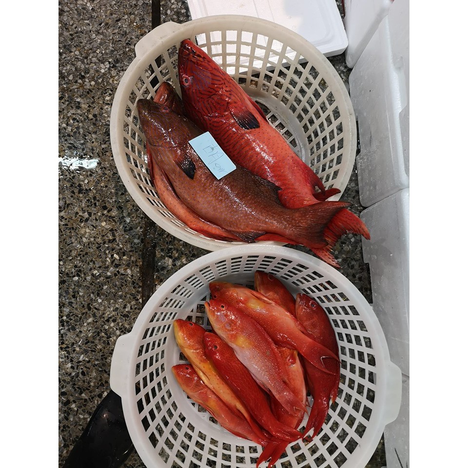 紅條是石斑魚中的極品，深受老饕們的喜愛。