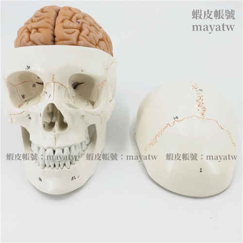 (MD-B_0818)頭骨附腦模型 人體頭顱骨 大腦模型 神經科顱腦解剖間腦小腦腦幹