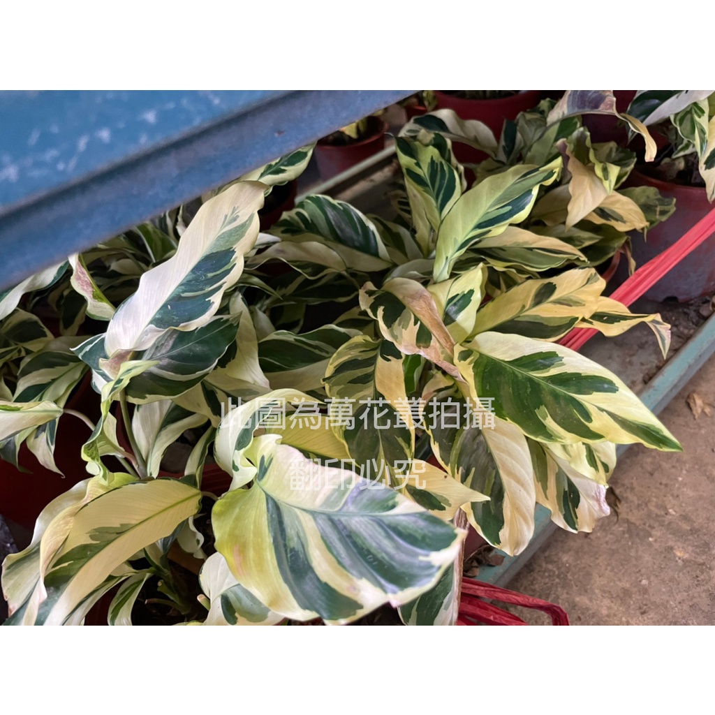 大理石竹芋的價格推薦 22年3月 比價比個夠biggo