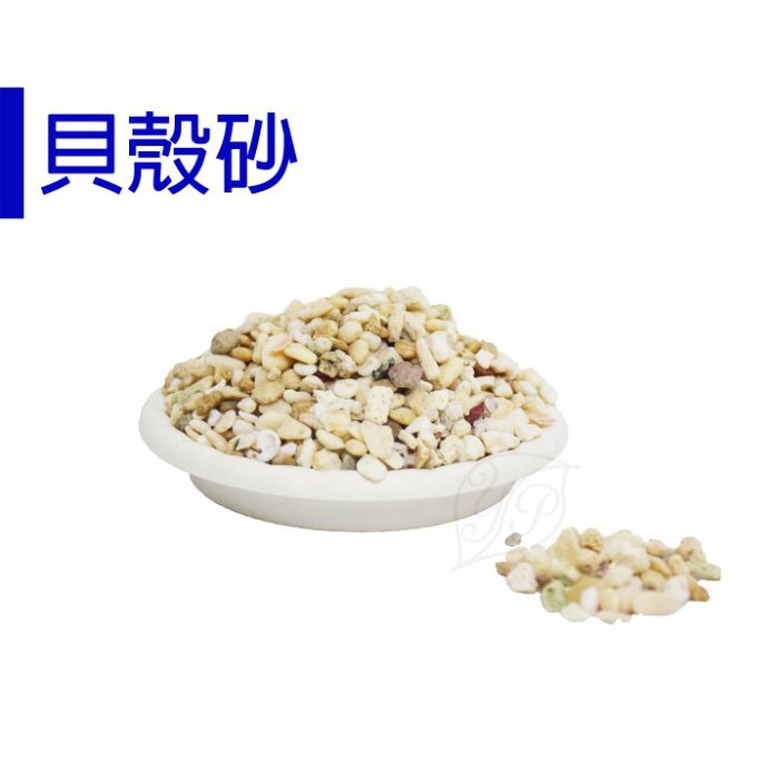 【醬米資材】裝飾貝殼 佈景裝飾 / 貝殼砂700G-粗粒