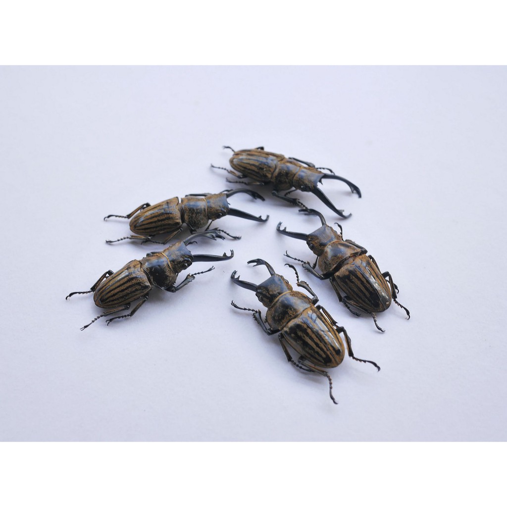 現貨 野生細長牙麋鹿鬼豔 40 41mm 少流通 單公鍬形蟲標本甲蟲標本收藏 蝦皮購物