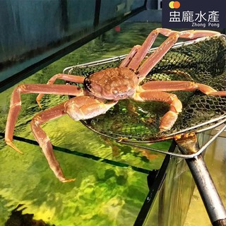 【盅龐水產】活體松葉蟹 - (不定重)(需實際秤重報價)