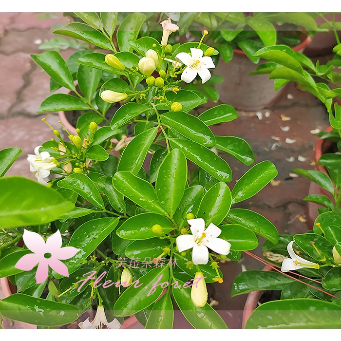 芙菈朵森林 大葉七里香 月橘 5-6吋盆 香花植物 綠化植物 綠籬植物