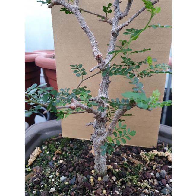 象足漆樹Operculicarya pachypus最低單價500元起/株