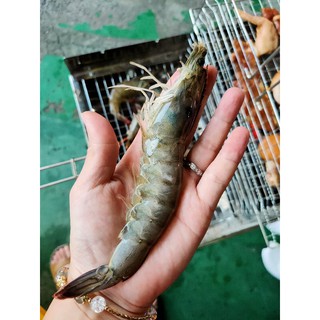 【極海鮮】消費滿$3000，送超商冷凍店取免運 馬來西亞/泰國活凍生白蝦，活凍的超好吃