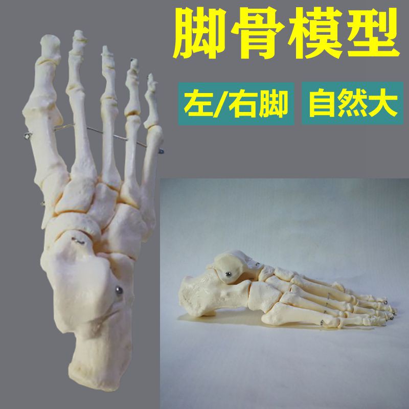 腳骨解剖模型腳關節能活動足骨踝關節趾骨韌帶散骨游離骨跟骨距骨 蝦皮購物