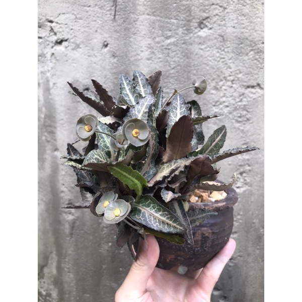 塊根植物 多肉植物 大戟 費氏大戟 彩葉麒麟 Euphorbia francoisii