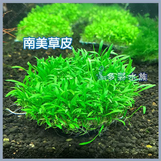 多彩雲水族 天然水草 南美草皮 前景草 草原景 魚缸造景真水草 另有多種水草莫絲 迷你矮珍珠 蝦皮購物