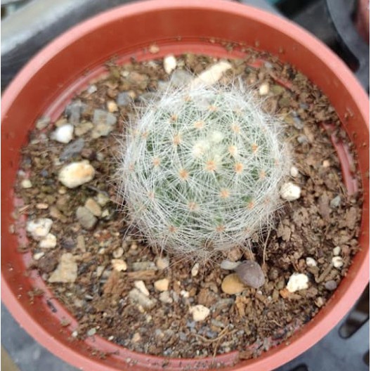 3寸盆香花丸仙人掌美化綠化盆栽觀賞植物 蝦皮購物