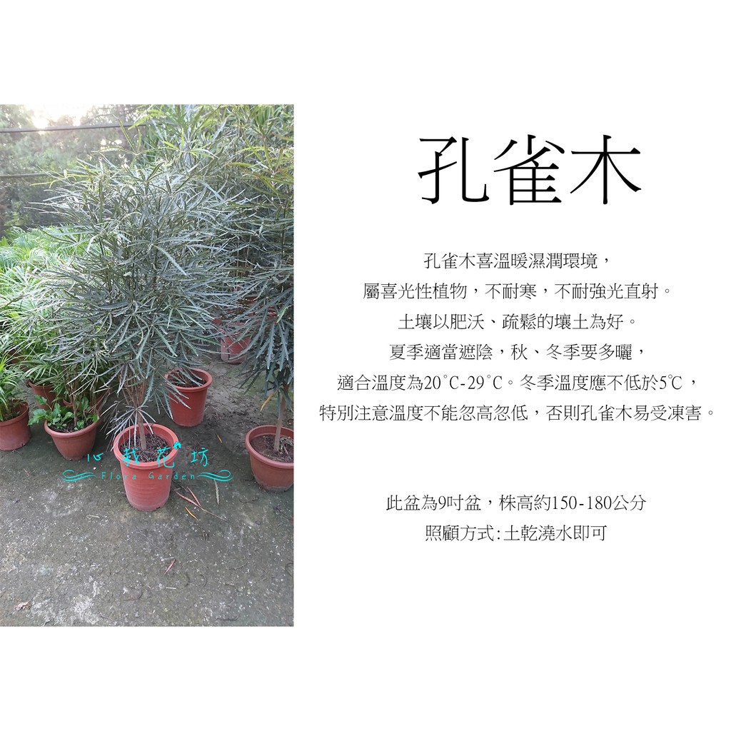 心栽花坊-孔雀木/9吋盆/約120高/綠化植物/室內植物/觀葉植物/售價800特價700