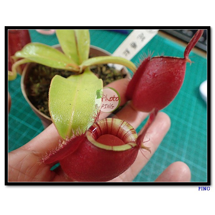 Ping樂園 食蟲植物豬籠草蘋果 花唇紅蘋果 蝦皮購物