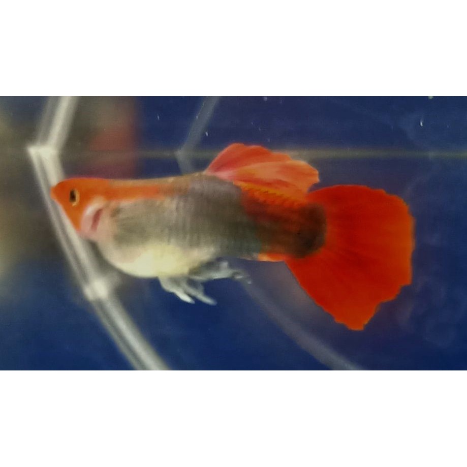 小型觀賞魚專用 優惠推薦 22年8月 蝦皮購物台灣