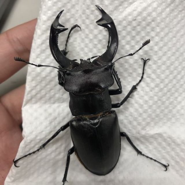 阿卡巴深山鍬形蟲成蟲一對 蝦皮購物