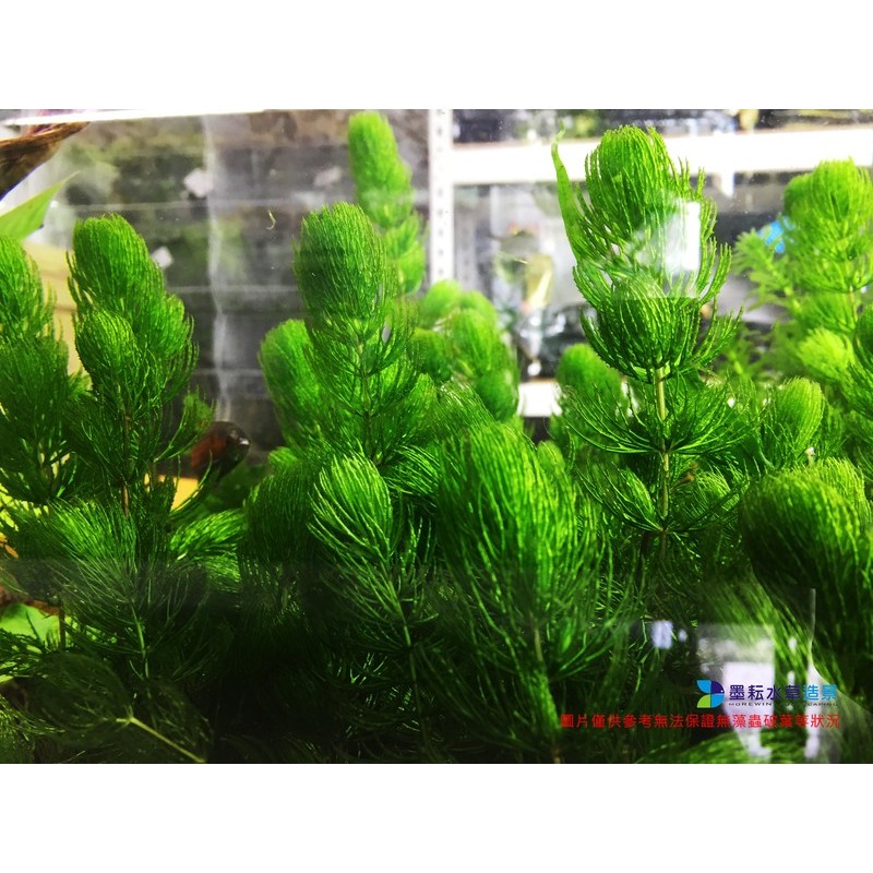 墨耘水草 金魚藻 水中葉 10株 30元後景不需co2 耐熱陰性草新手級 蝦皮購物