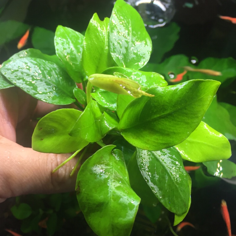 魚草杰園 黃金小榕盆草免co2 水草 陰性草 水草造景 水草缸 盆草 金魚水草 沉木小榕 蝦皮購物