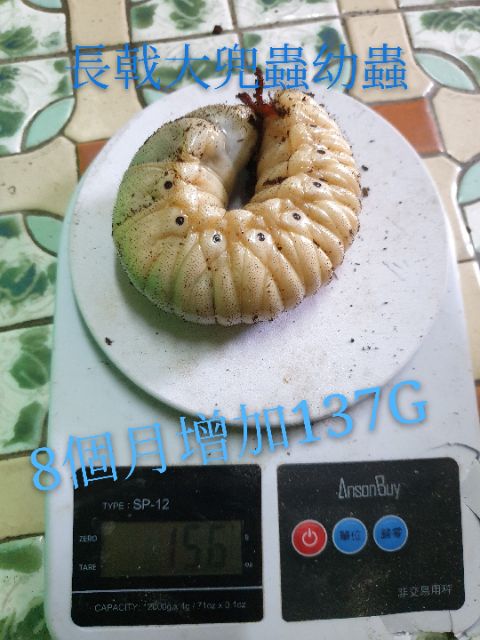 蟲心初現 St強效兜土10l 蝦皮購物