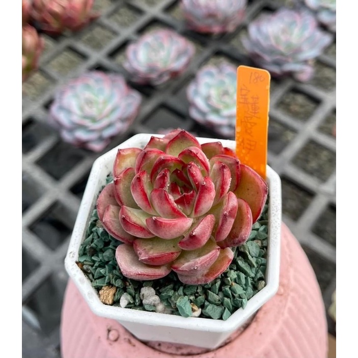 桜子xヒューミリスクイーン 激カワ厳選美苗 多肉植物 韓国苗